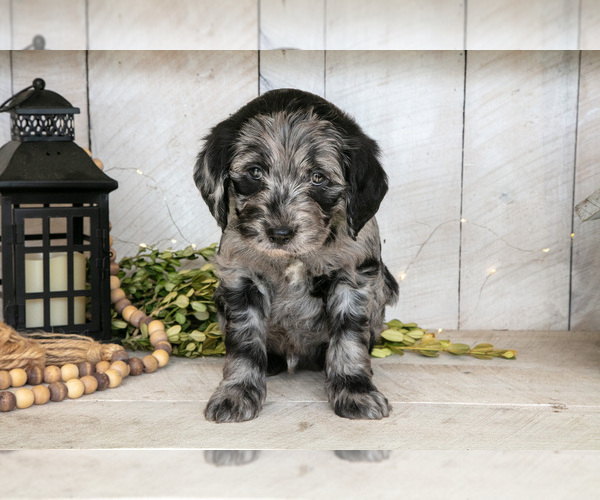 Medium Photo #1 Miniature Labradoodle Puppy For Sale in SUGARCREEK, OH, USA