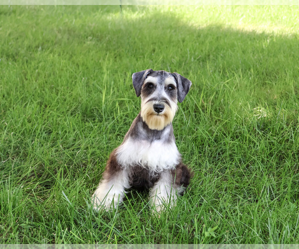 Medium Photo #2 Schnauzer (Miniature) Puppy For Sale in SYRACUSE, IN, USA