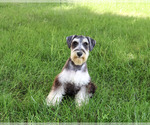 Small Photo #2 Schnauzer (Miniature) Puppy For Sale in SYRACUSE, IN, USA
