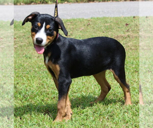 Medium Photo #2 Labrador Retriever-Unknown Mix Puppy For Sale in Prattville, AL, USA