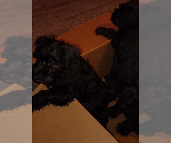 Medium Photo #17 Schnauzer (Miniature) Puppy For Sale in ENID, OK, USA