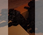 Small Photo #17 Schnauzer (Miniature) Puppy For Sale in ENID, OK, USA