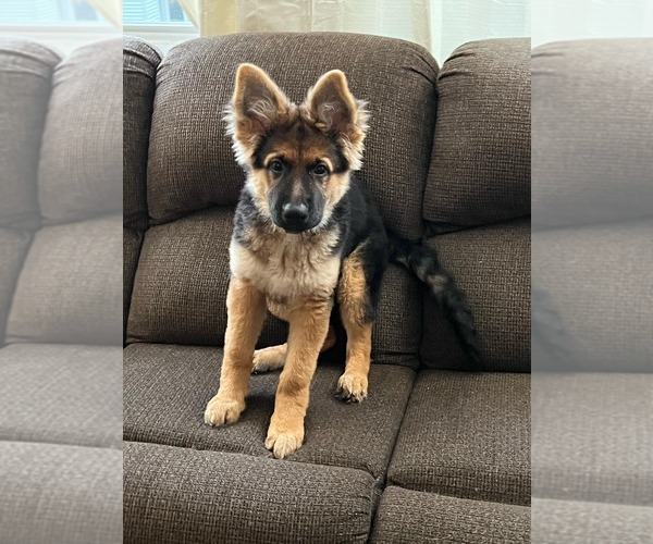 Medium Photo #97 German Shepherd Dog Puppy For Sale in LA FAYETTE, NY, USA