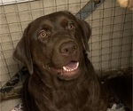 Small Photo #1 Labrador Retriever Puppy For Sale in SPOTSYLVANIA, VA, USA