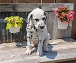 Small #5 Dalmatian