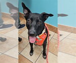 CHICO - Male German Shepherd Dog-Unknown Mix Dog for Adoption - Small photo