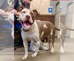 Small #25 American Pit Bull Terrier Mix