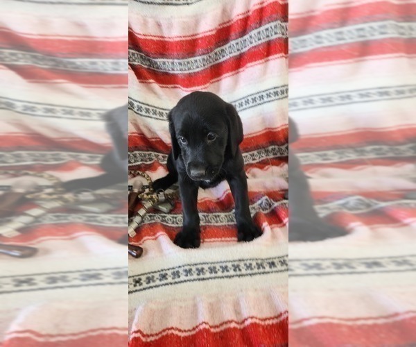 Medium Photo #82 Labrador Retriever Puppy For Sale in MERIDEN, KS, USA