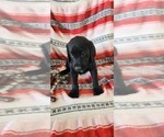 Small Photo #82 Labrador Retriever Puppy For Sale in MERIDEN, KS, USA