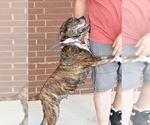 Small #6 Boxer Mix