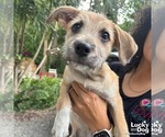 Small #2 Mutt