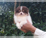 Small Photo #42 Pomeranian Puppy For Sale in WEST PALM BEACH, FL, USA