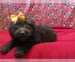 Small #1 F2 Aussiedoodle