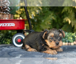 Small Photo #12 Yorkshire Terrier Puppy For Sale in KIRKWOOD, PA, USA