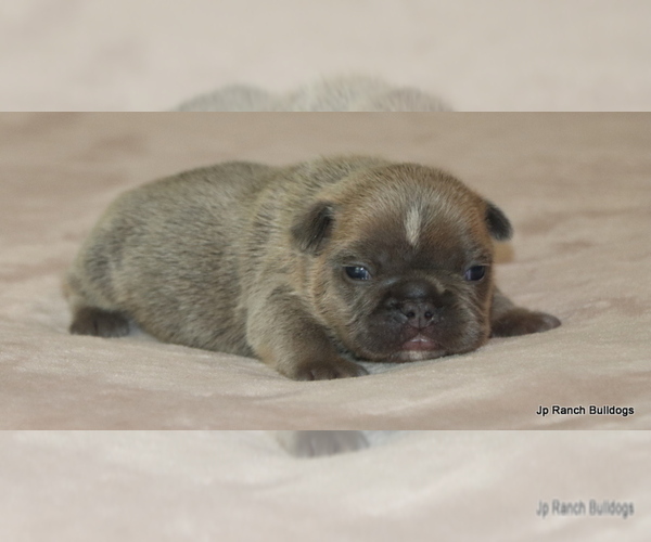 Medium Photo #2 French Bulldog Puppy For Sale in WINNSBORO, TX, USA