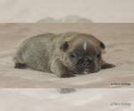 Small Photo #13 French Bulldog Puppy For Sale in WINNSBORO, TX, USA