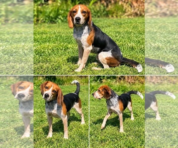 Medium Photo #1 Beagle-Unknown Mix Puppy For Sale in Westwood, NJ, USA