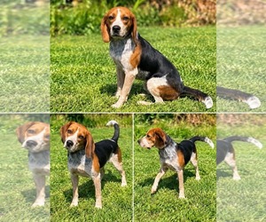 Beagle-Unknown Mix Dogs for adoption in Westwood, NJ, USA