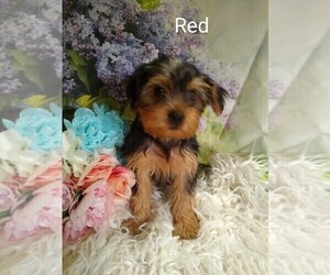 Yorkshire Terrier Puppy for sale in AFTON, VA, USA
