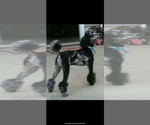 Small Photo #1 Poodle (Toy) Puppy For Sale in DYERSVILLE, IA, USA