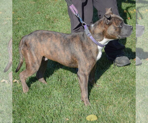 Medium Photo #4 American Bulldog-American Staffordshire Terrier Mix Puppy For Sale in Huntley, IL, USA