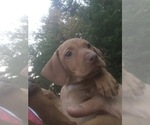 Small #4 Vizsla