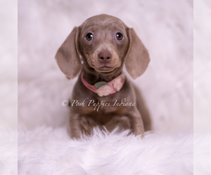 Dachshund Puppy for sale in WARSAW, IN, USA