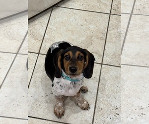 Basset Hound Dogs for adoption in Carrollton, TX, USA