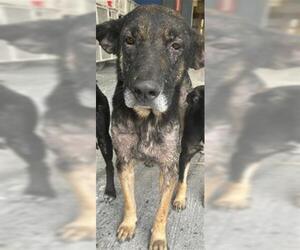 German Shepherd Dog Dogs for adoption in Houston, TX, USA