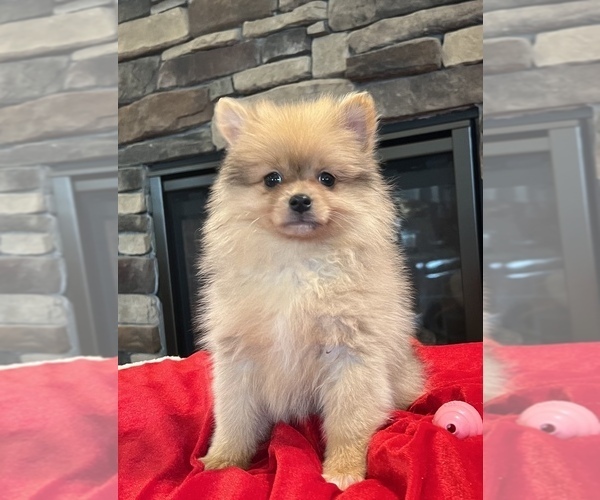 Medium Photo #6 Pomeranian Puppy For Sale in NOBLESVILLE, IN, USA