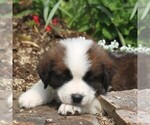 Small Photo #1 Saint Bernard Puppy For Sale in NEW HOLLAND, PA, USA