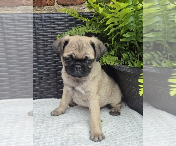 Medium Photo #1 Pug Puppy For Sale in NEWMANSTOWN, PA, USA