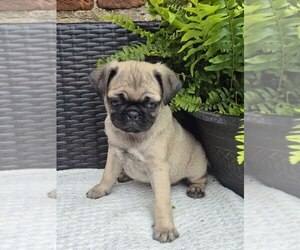 Pug Puppy for sale in NEWMANSTOWN, PA, USA