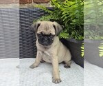 Small Pug