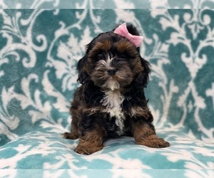 Cockapoo Puppy for sale in LAKELAND, FL, USA