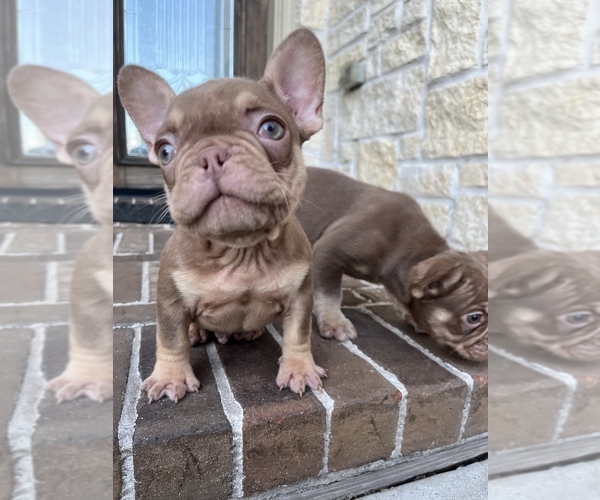 Medium Photo #14 French Bulldog Puppy For Sale in SAN JOSE, CA, USA