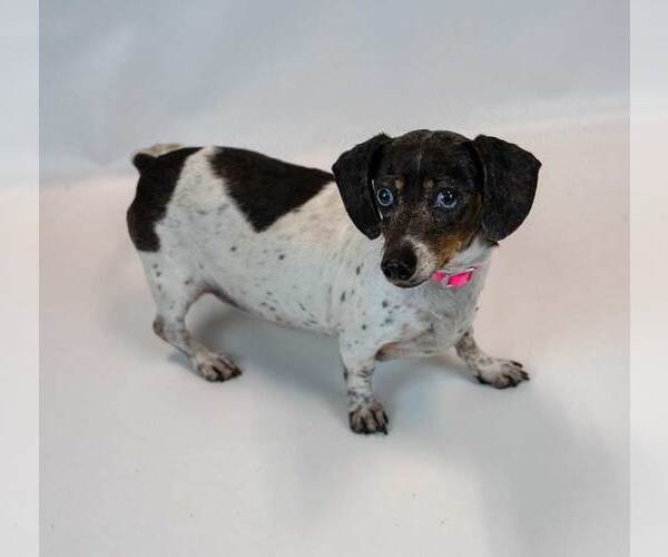 Medium Photo #5 Dachshund Puppy For Sale in Kennesaw, GA, USA