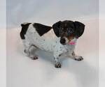 Small #4 Dachshund