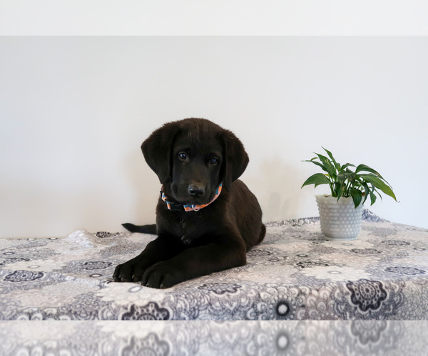 Medium Photo #34 Bernedoodle-Labrador Retriever Mix Puppy For Sale in REED CITY, MI, USA