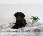 Small Photo #34 Bernedoodle-Labrador Retriever Mix Puppy For Sale in REED CITY, MI, USA