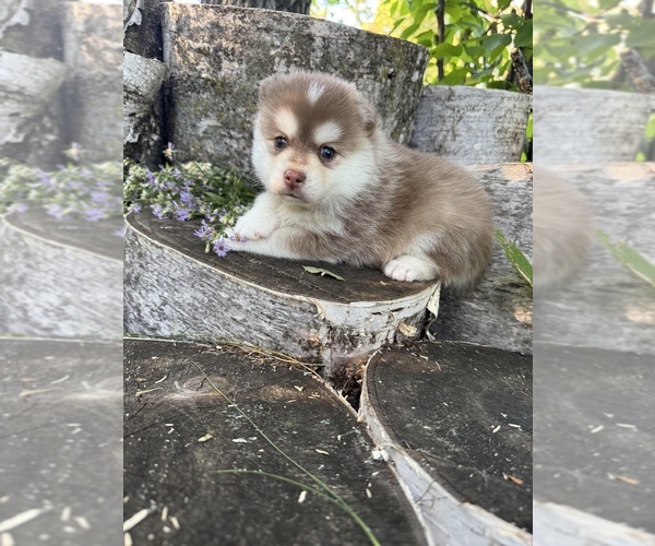 Medium Photo #2 Pomsky Puppy For Sale in STAPLES, MN, USA