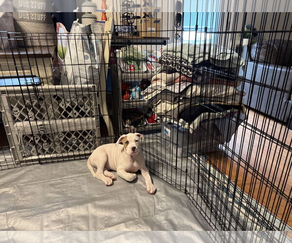 Medium Photo #10 Mutt Puppy For Sale in Garner, NC, USA