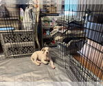 Small #9 Mutt