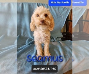 Father of the Poodle (Toy)-Zuchon Mix puppies born on 05/20/2025