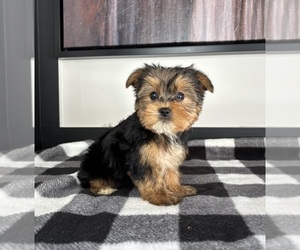 Yorkshire Terrier Puppy for sale in FRANKLIN, IN, USA