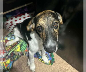 Jack-A-Bee Dogs for adoption in Princeton, MN, USA