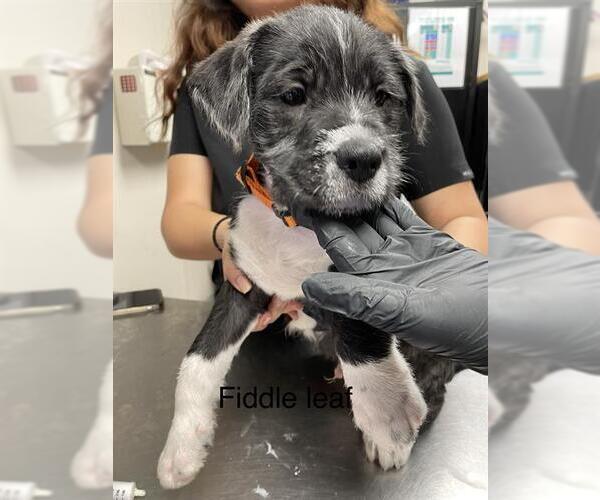 Medium Photo #1 German Wirehaired Pointer Puppy For Sale in Sugar Land, TX, USA