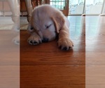 Small Photo #14 Golden Retriever Puppy For Sale in ARCHBALD, PA, USA