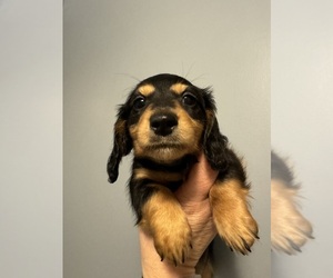 Dachshund Puppy for sale in BLAINE, TN, USA