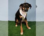 Small #1 American Pit Bull Terrier